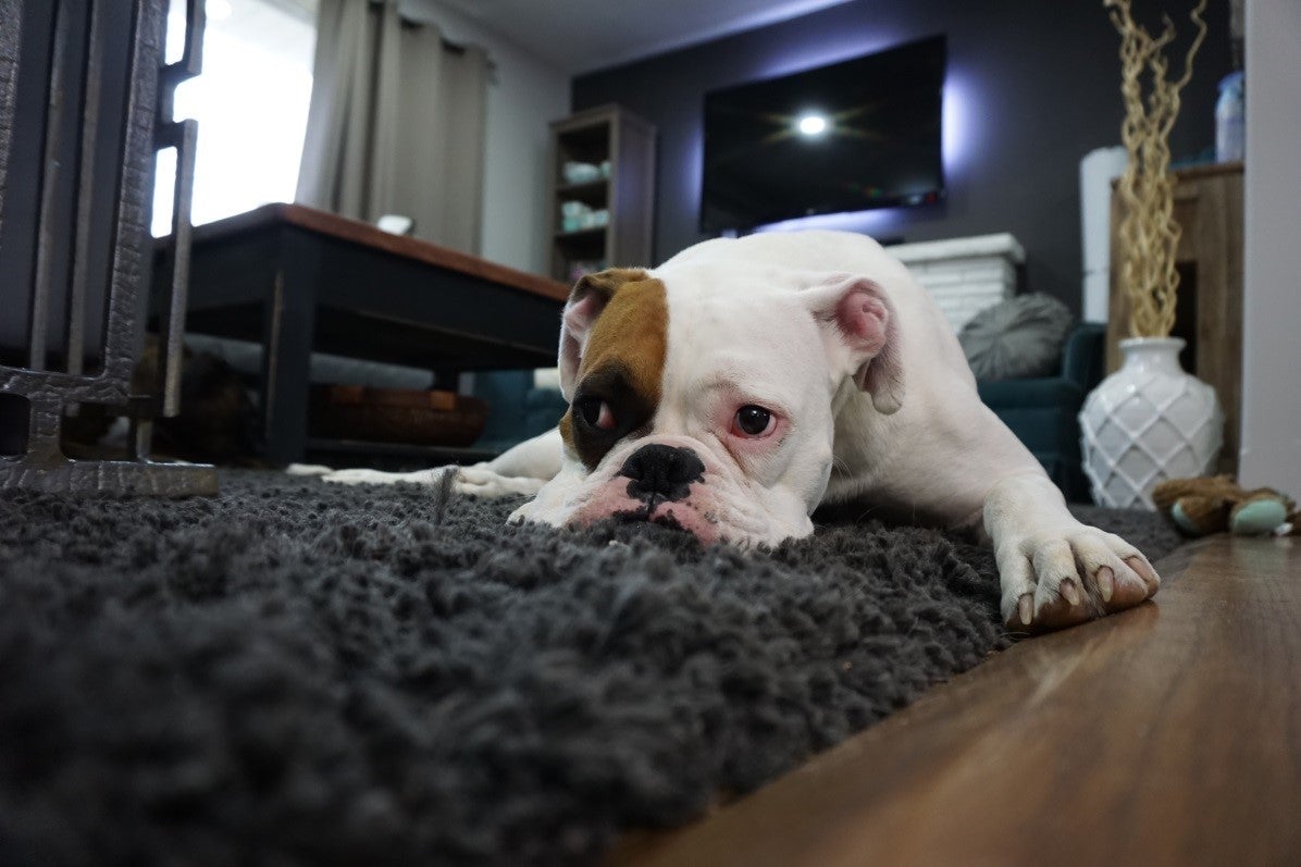 tired dog lying down on carpet