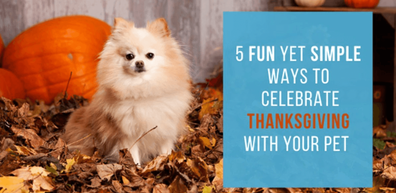 Dog posing with pumpkins and leaves 