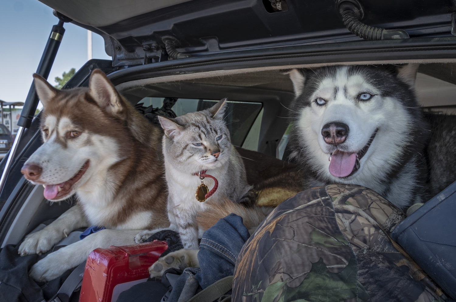 dog and cat in car