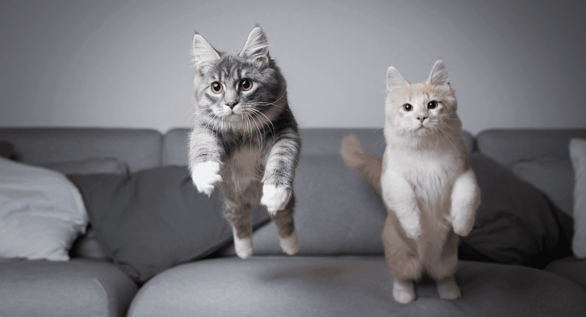 Two cats leaping into the air off of a grey couch