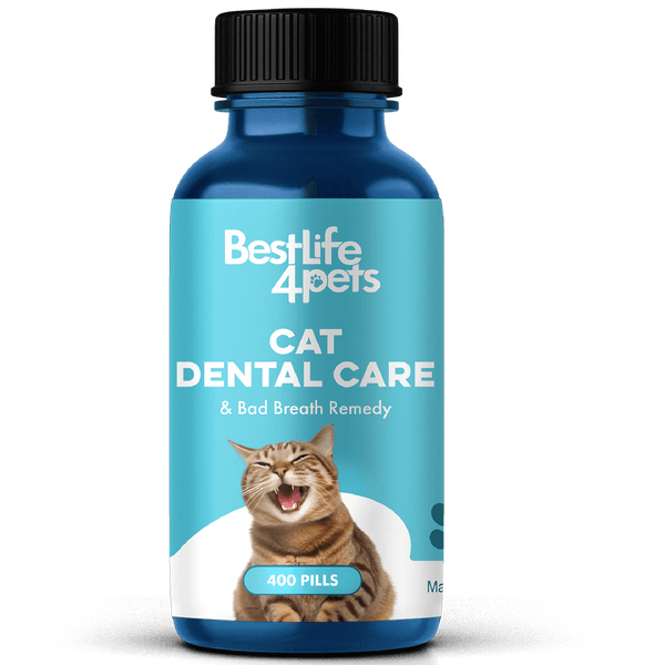 Cats Month Gums Stomatitis Gingivitis Treatment BestLife4Pets