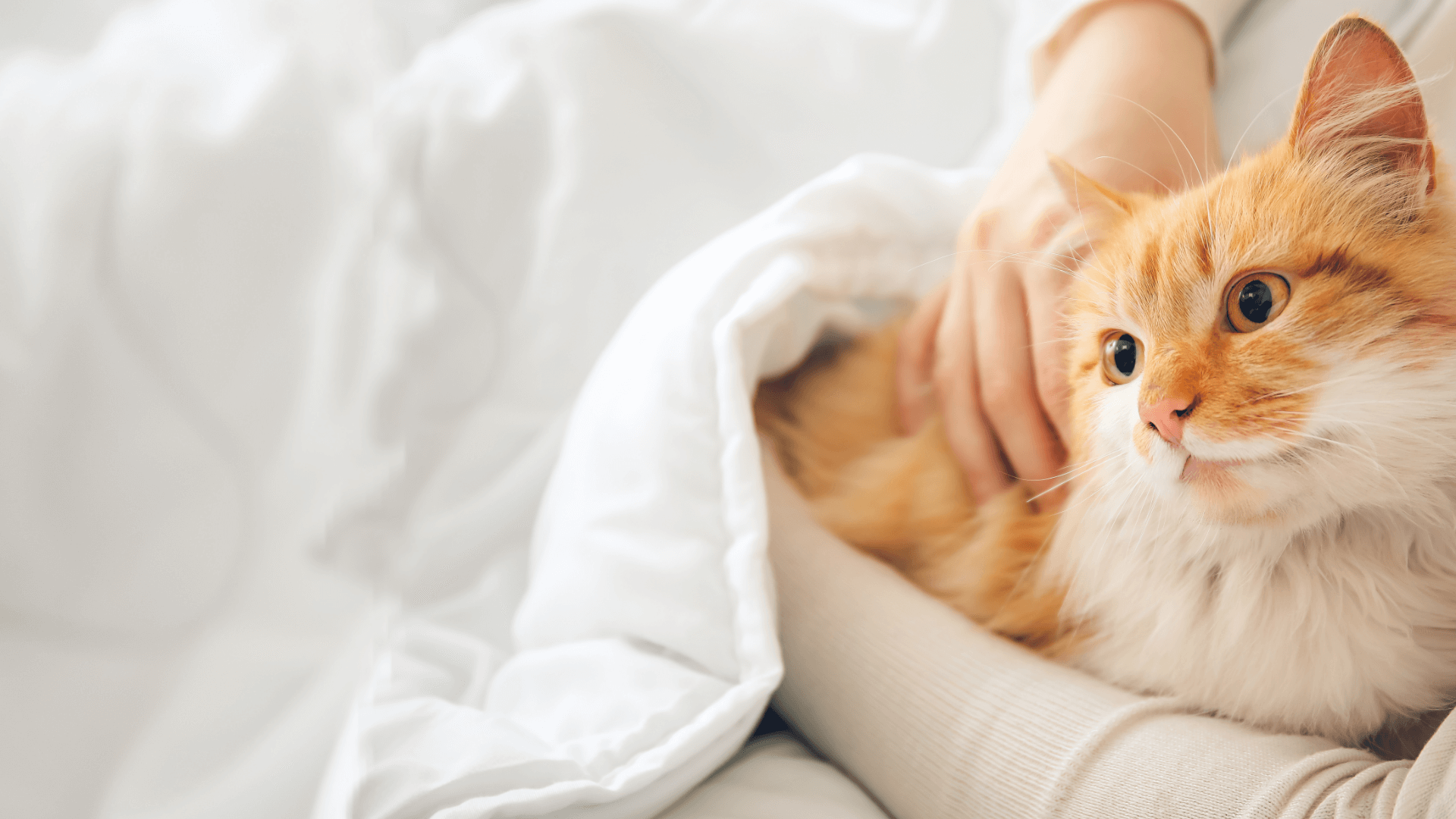 cat lying on a bed