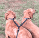 Dual Bungee Leash Add-On by Threaded Pear Threaded Pear 