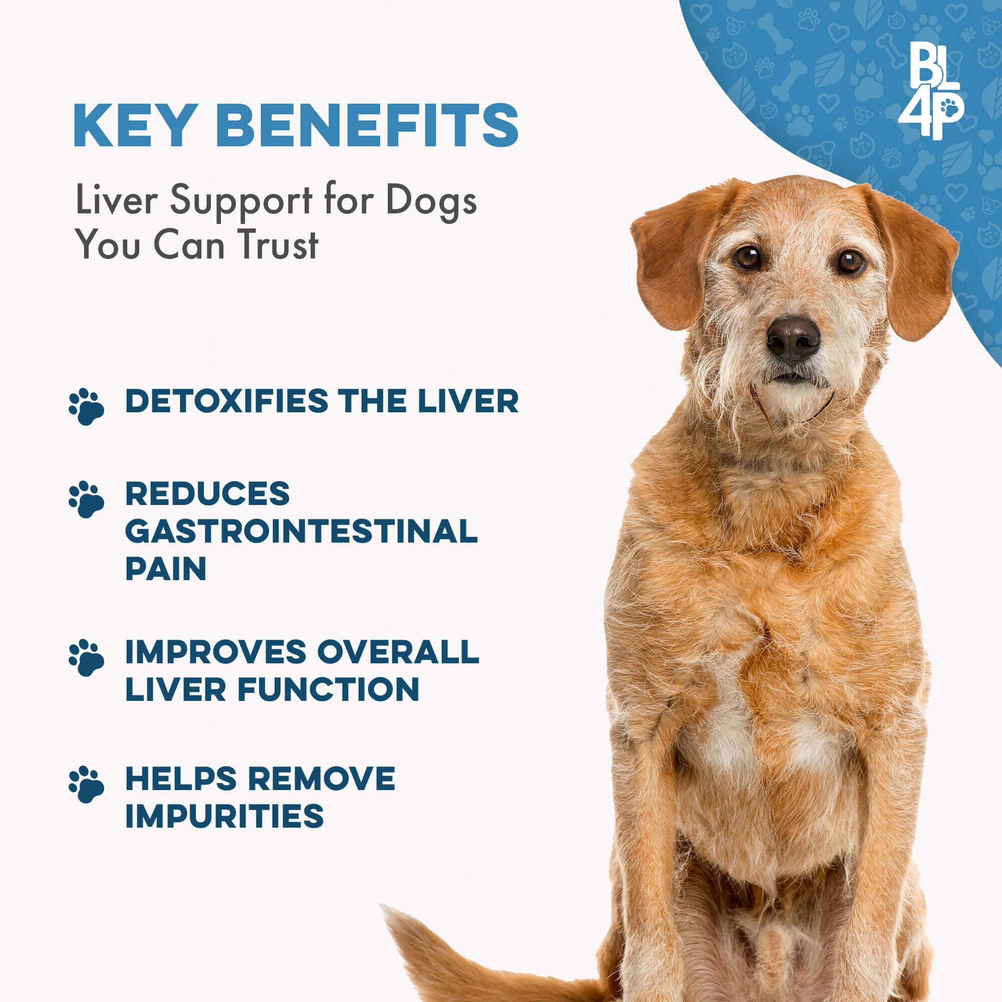 Liver treatment for dogs best sale