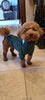 Winter Warm Knitted Turtleneck Sweater for Small Dogs or Cats by Furr Baby Gifts Furr Baby Gifts 