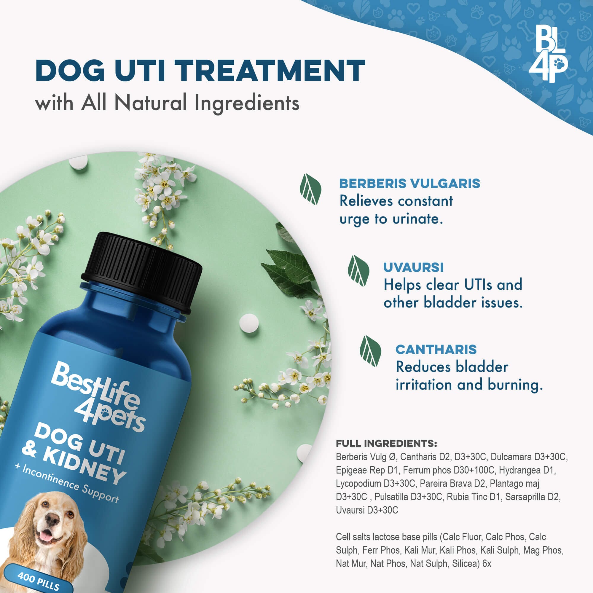 Dog UTI & Kidney Infection Treatment for Dogs BestLife4Pets 