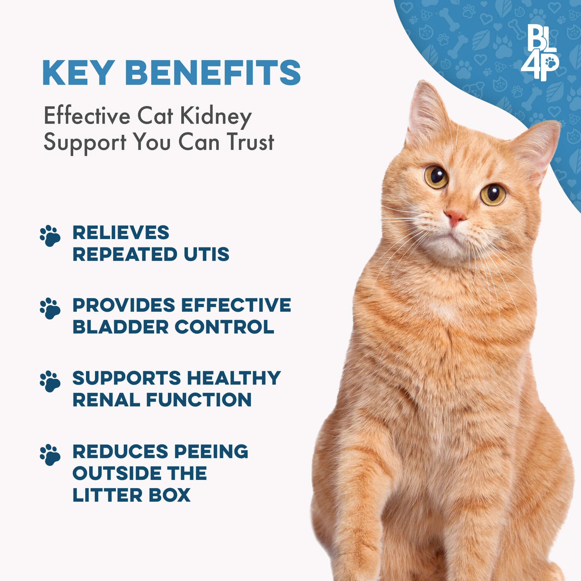 Natural Cat UTI & Kidney Remedy - Reduces Infections and Supports Optimal Bladder Function BestLife4Pets 