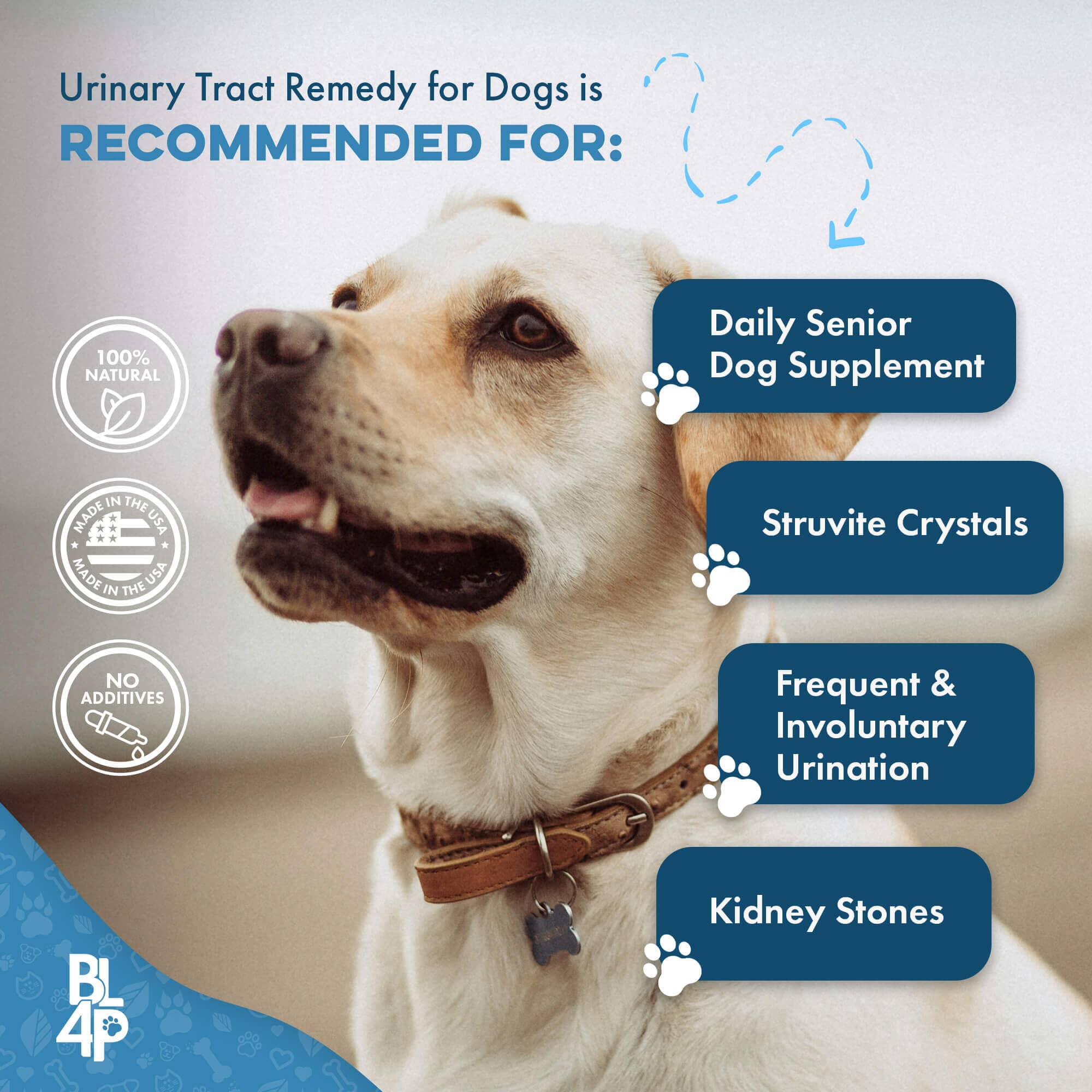 Dog UTI & Kidney Infection Treatment for Dogs BestLife4Pets 