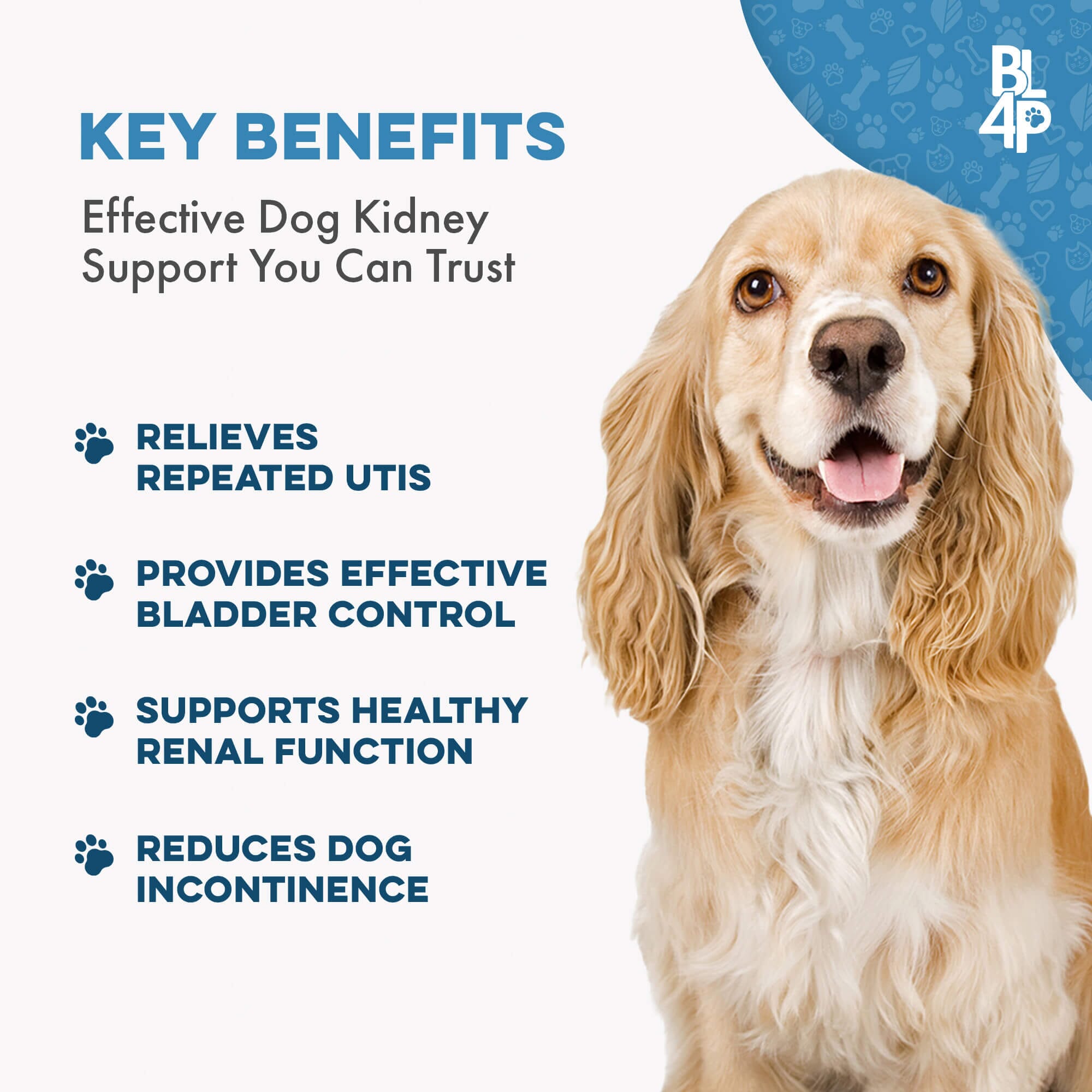 Dog UTI & Kidney Infection Treatment for Dogs BestLife4Pets 