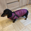 Waterproof Dog Winter Jacket With Harness by Dach Everywhere Dach Everywhere 