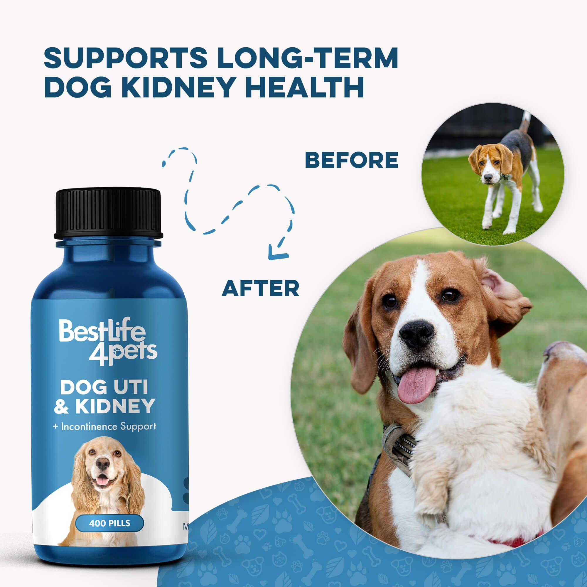 Dog UTI & Kidney Infection Treatment for Dogs BestLife4Pets 